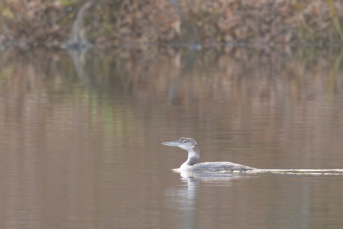 Гагара полярна - ML646926782