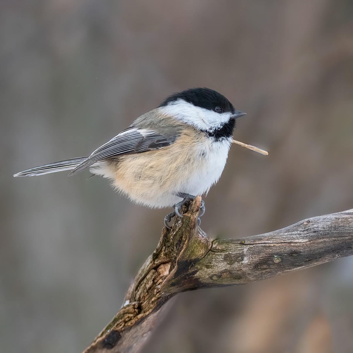 Гаїчка світлокрила - ML646926783