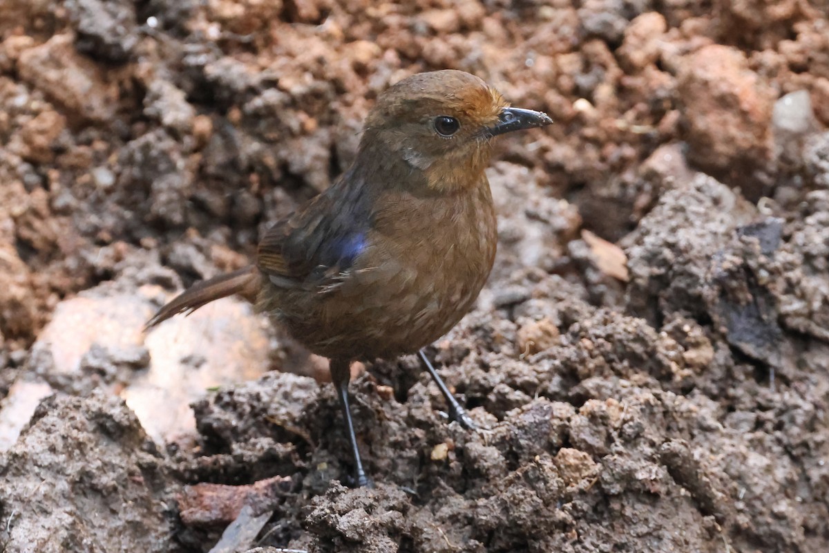 Аренга ланкійська - ML646926784