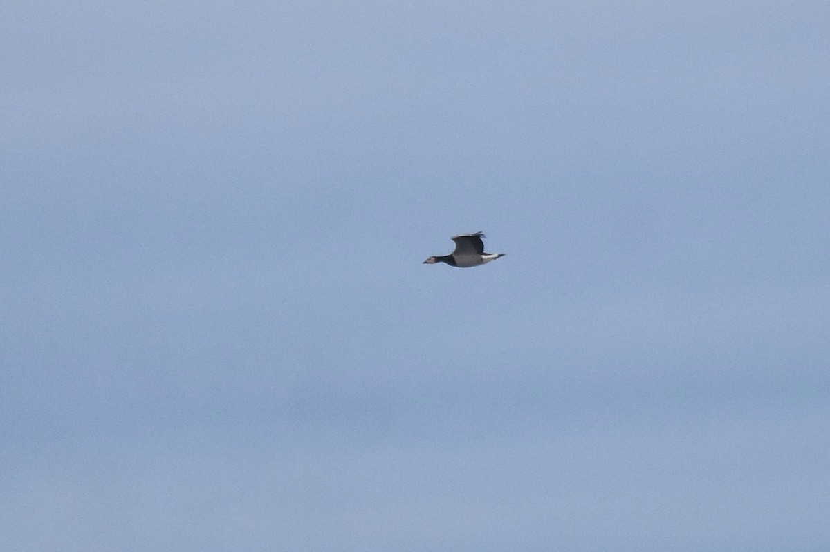 Казарка білощока - ML646926785