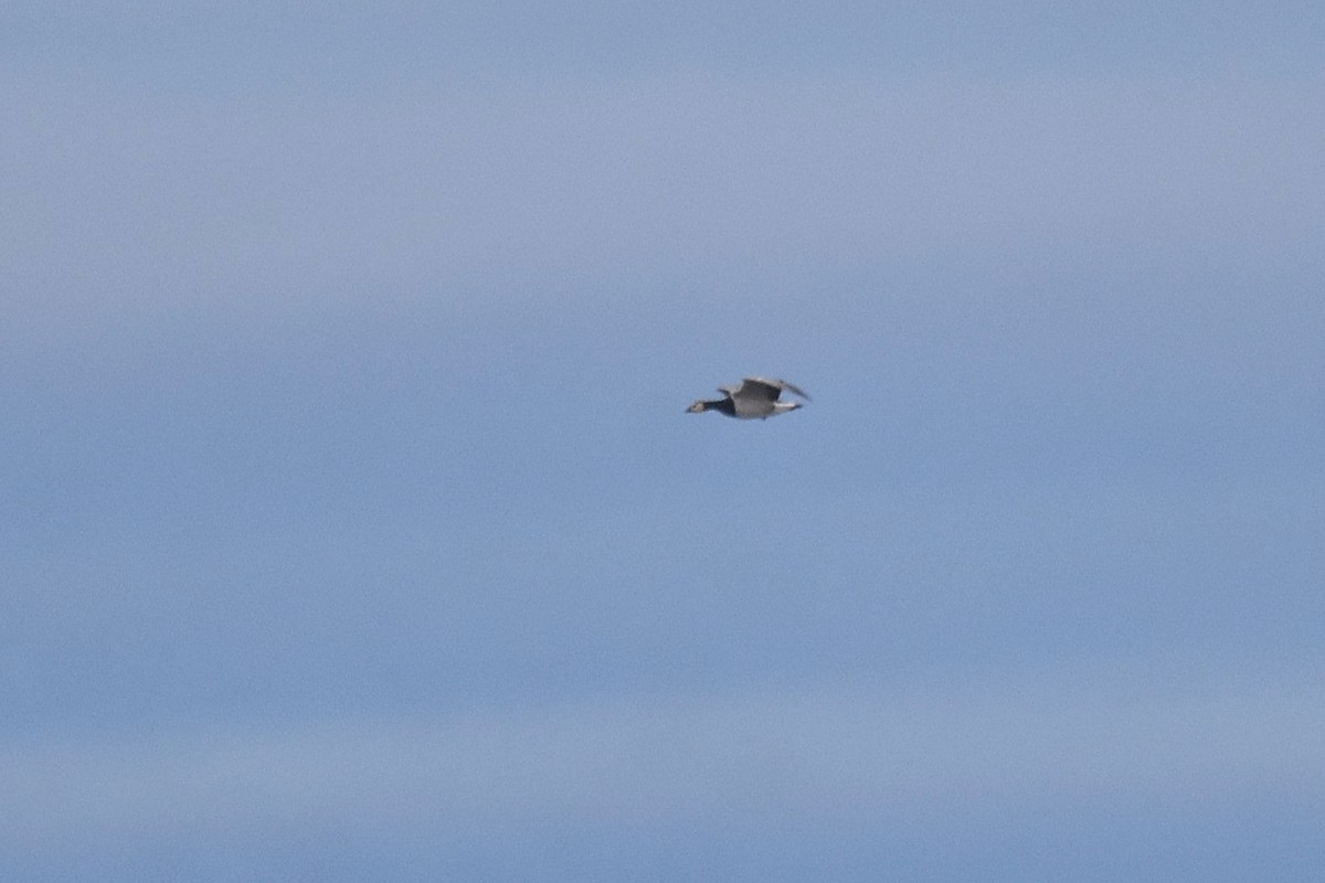 Казарка білощока - ML646926786