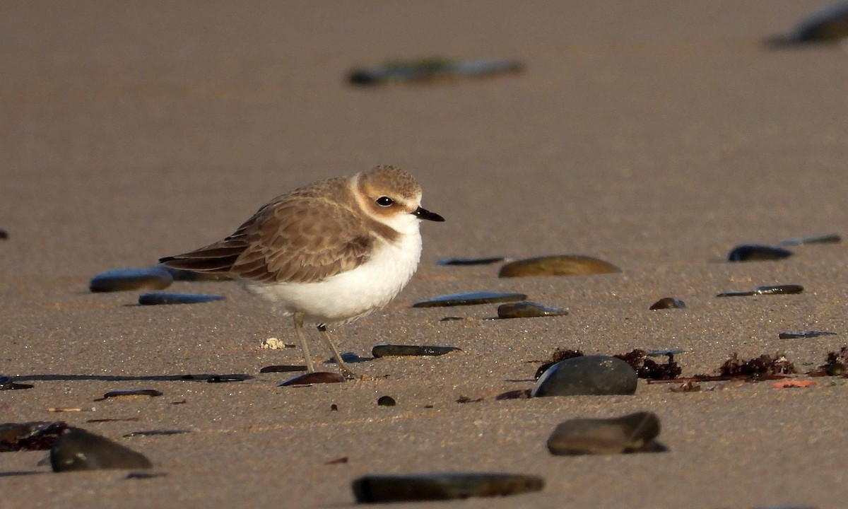 Пісочник морський - ML646926788