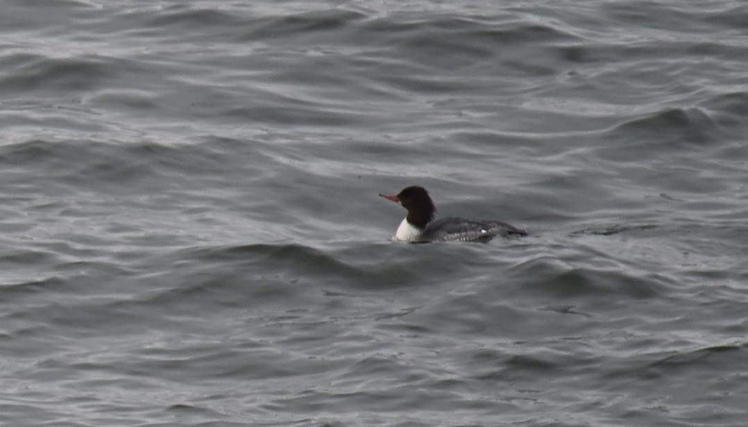 Крех великий - ML646926789