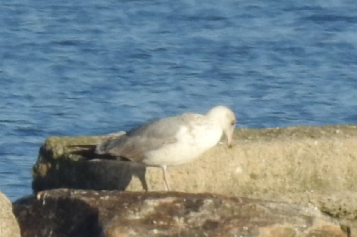 Larus sp. - ML646926790