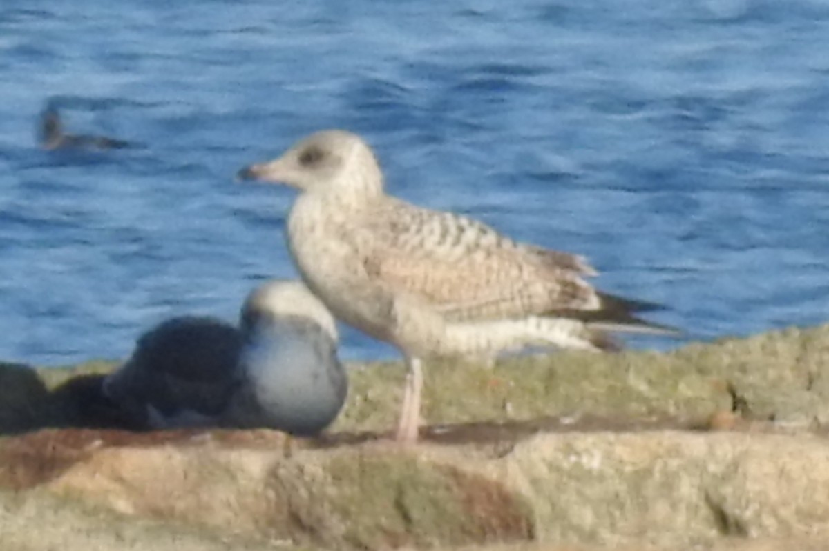 Larus sp. - ML646926791