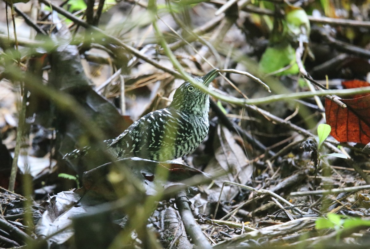 Barred Antshrike - ML646926800