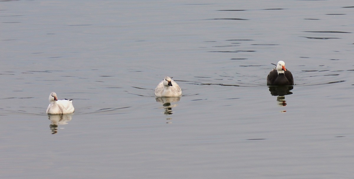 Zwergschneegans - ML646926803