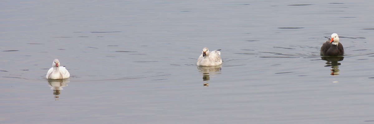 Zwergschneegans - ML646926805