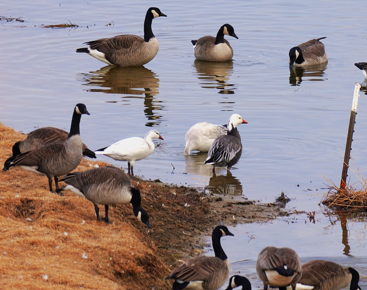 Zwergschneegans - ML646926806