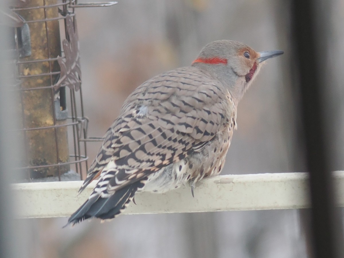 Carpintero Escapulario (Dorado x Rojizo) - ML646926809