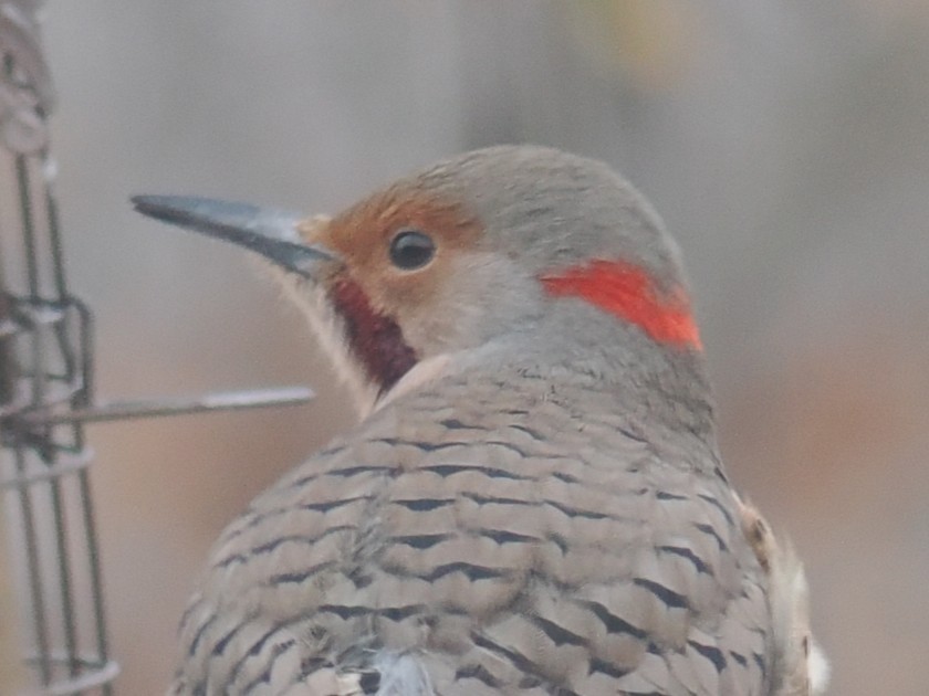 Carpintero Escapulario (Dorado x Rojizo) - ML646926810
