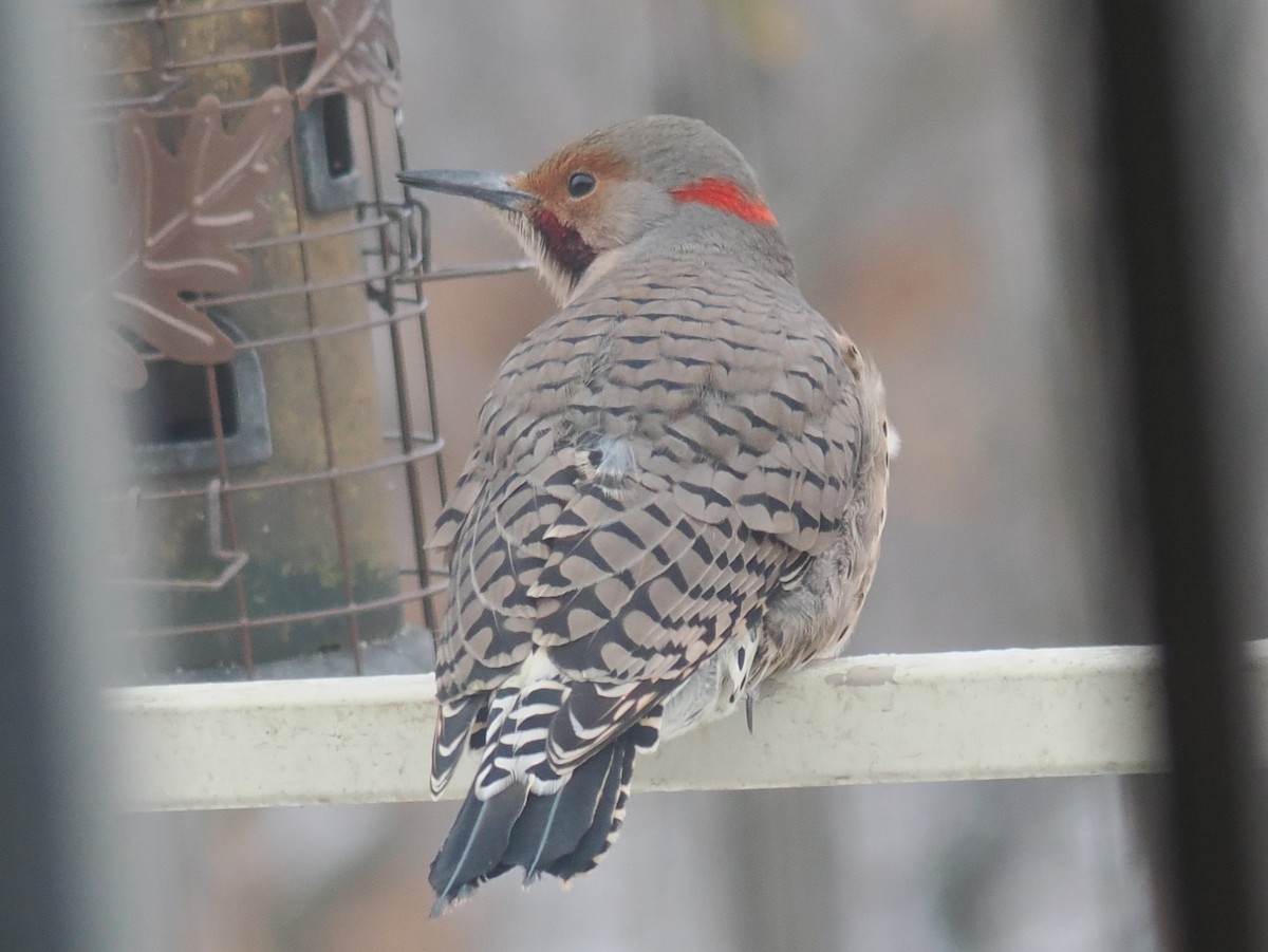 Carpintero Escapulario (Dorado x Rojizo) - ML646926811