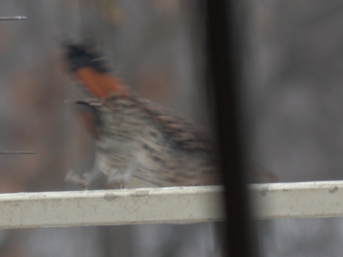 Carpintero Escapulario (Dorado x Rojizo) - ML646926812