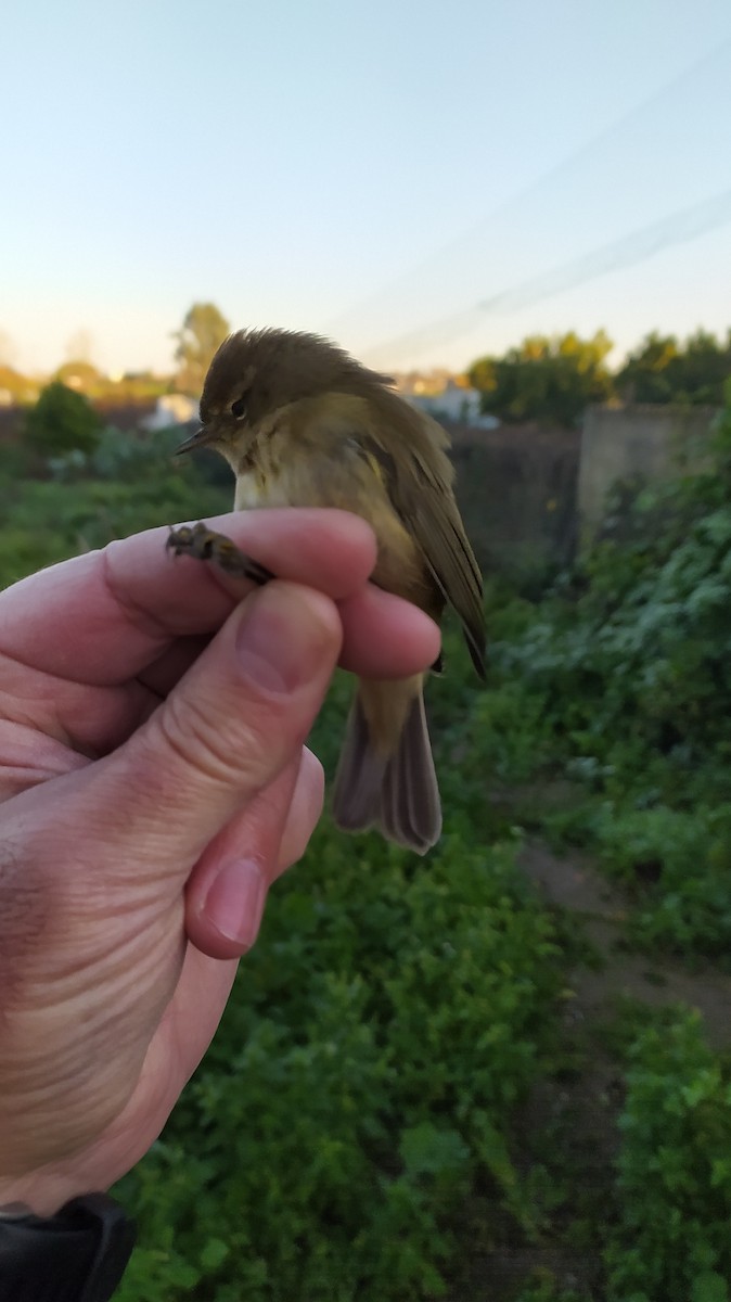 Common Chiffchaff - ML646926819