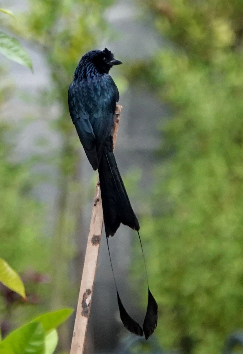 Greater Racket-tailed Drongo - ML646926826