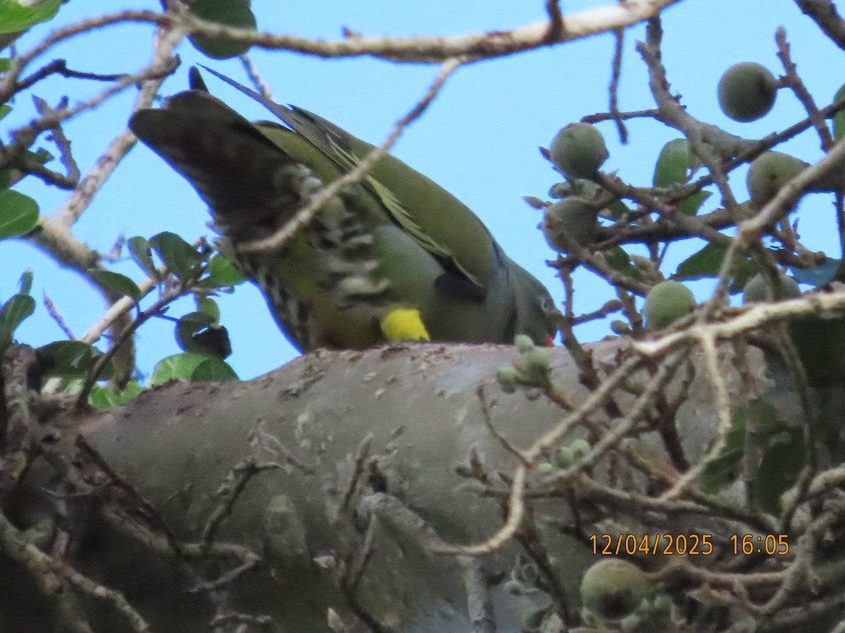 Vinago Africano - ML646926832