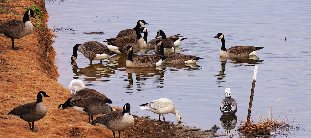 Kanadagans - ML646926840