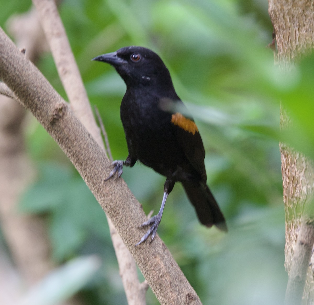 Variable Oriole - ML646926841