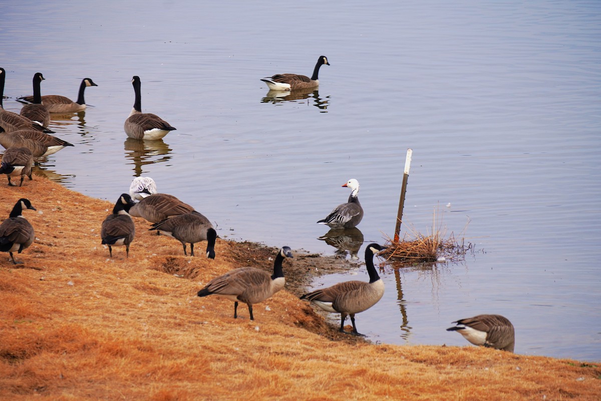 Kanadagans - ML646926842