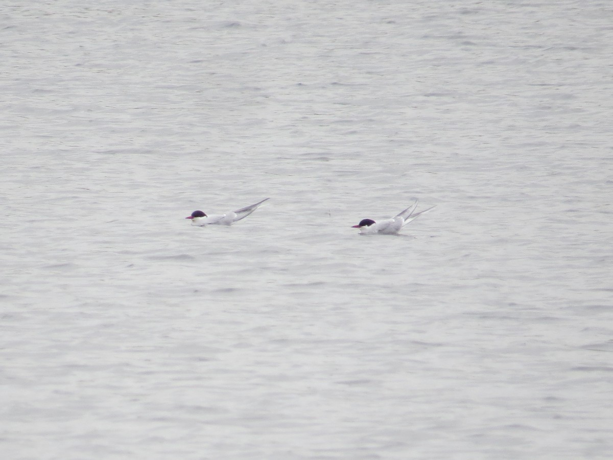 Charrán Ártico - ML646926843