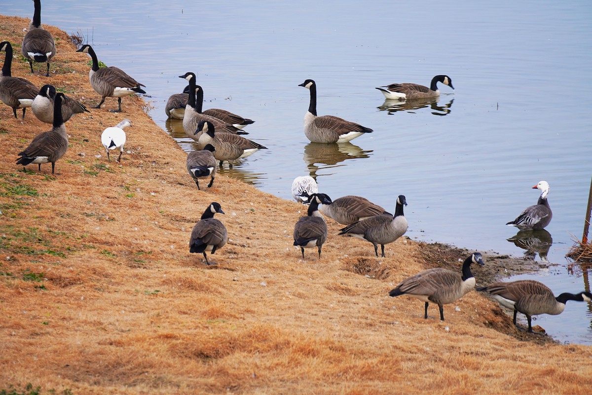 Kanadagans - ML646926846