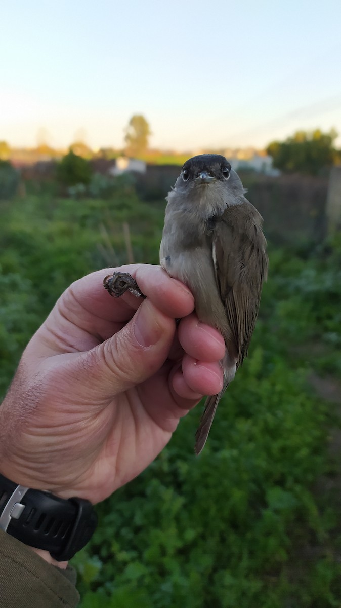 Eurasian Blackcap - ML646926847