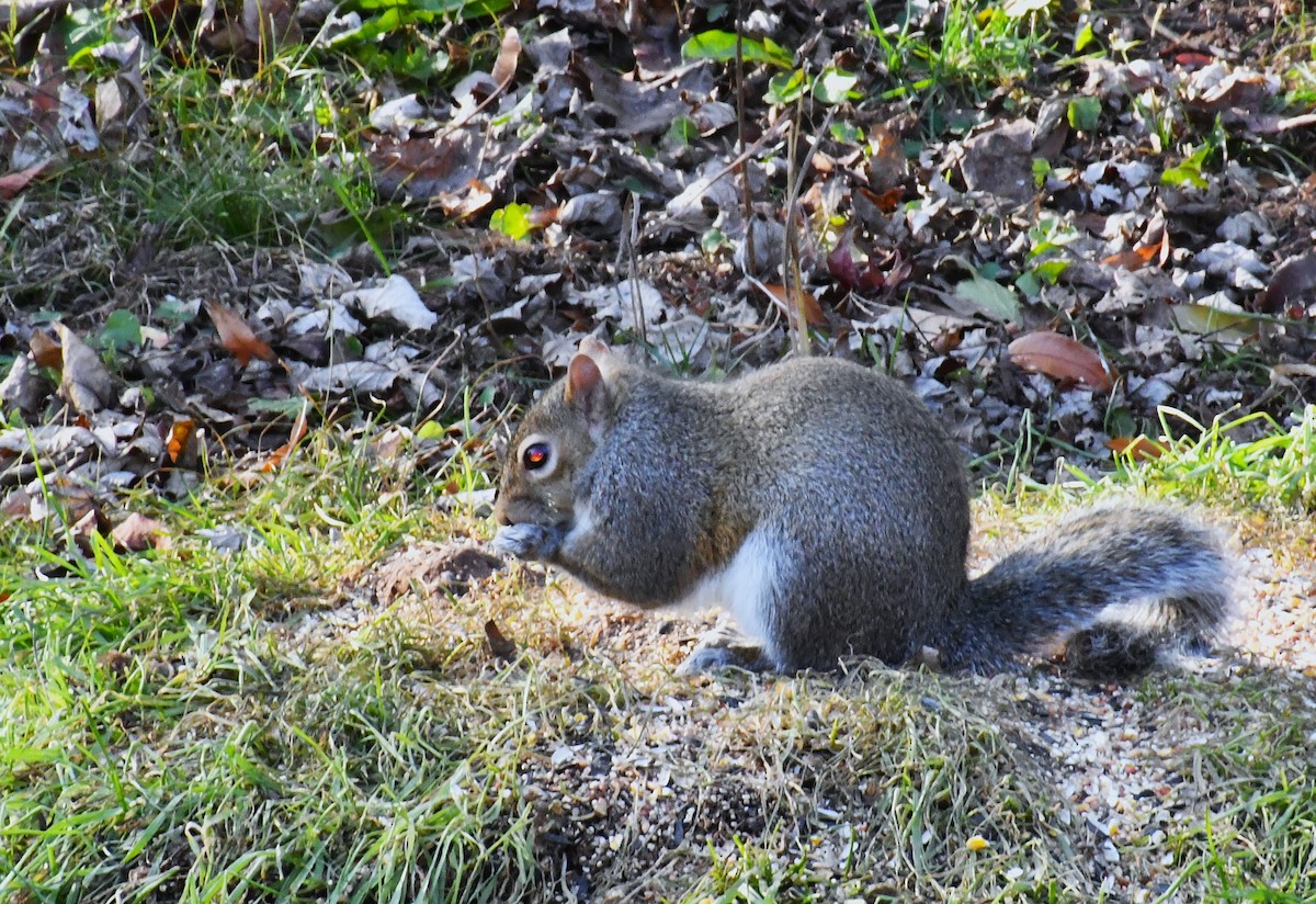 Mammals - ML646926854