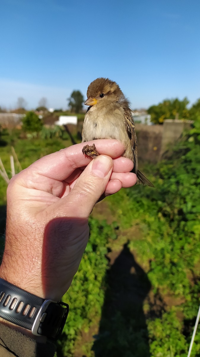 House Sparrow - ML646926855