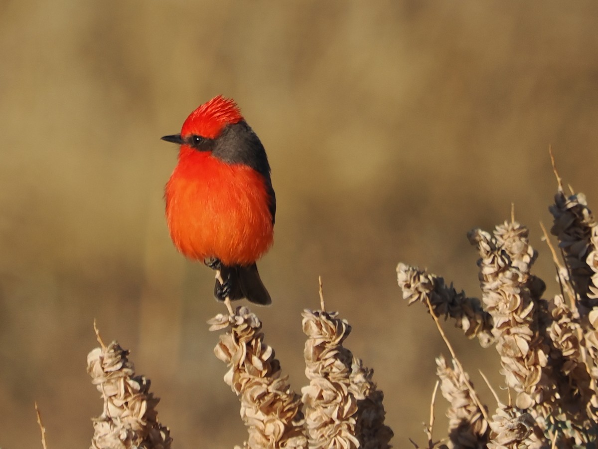 Красный мухолов - ML646926858