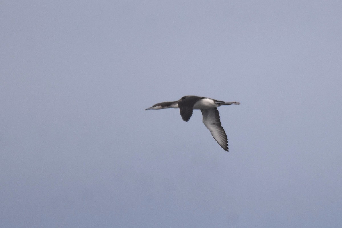 オオハム - ML646926860