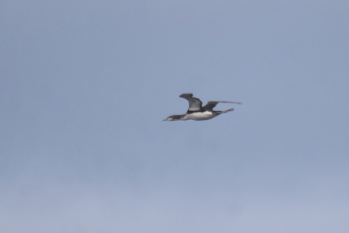 オオハム - ML646926862