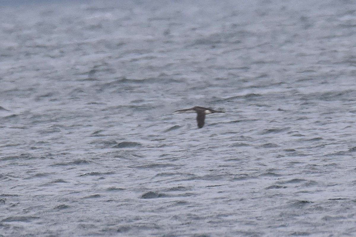 オオハム - ML646926864