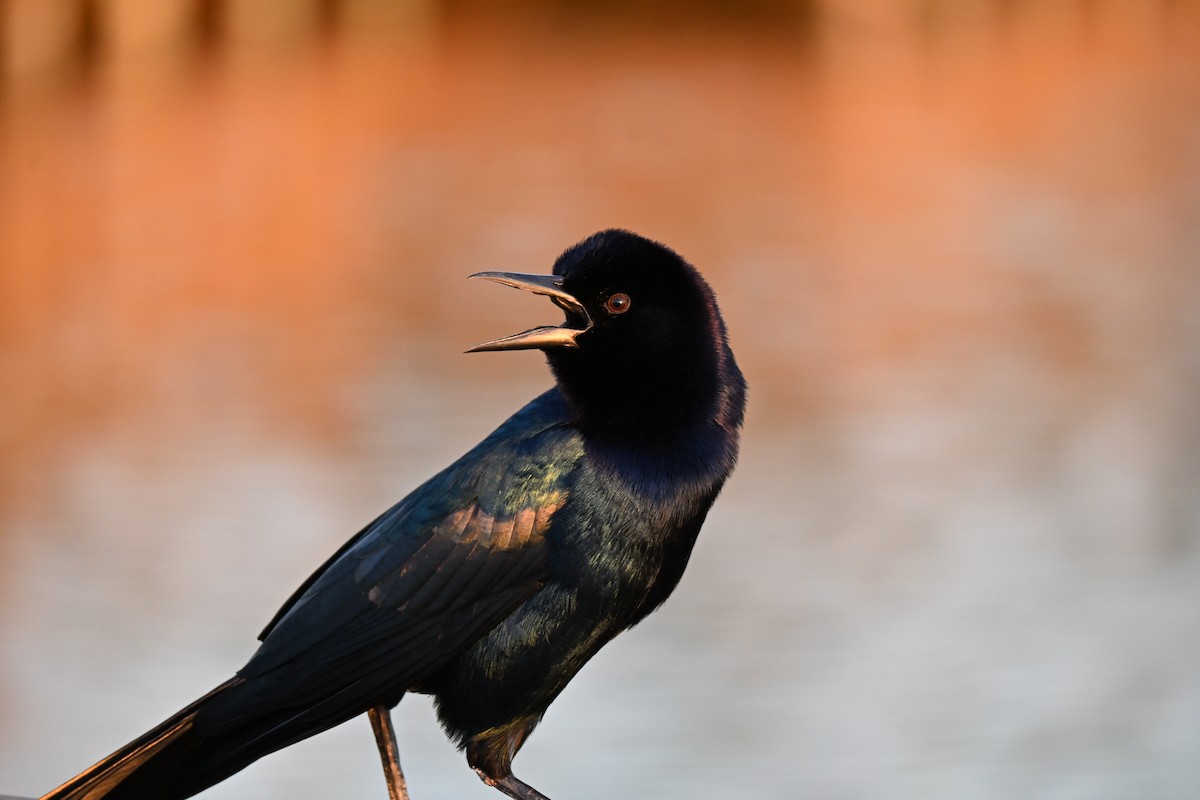 Boat-tailed Grackle - ML646926865