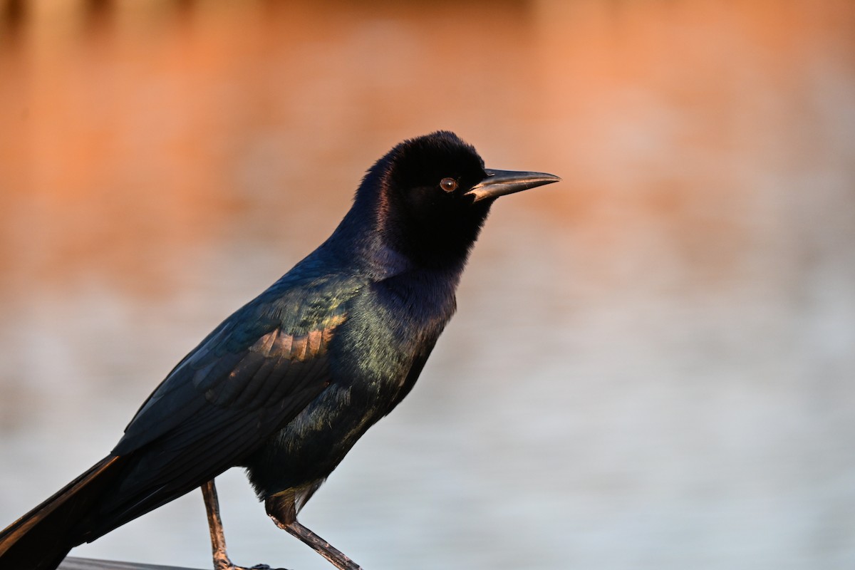 Boat-tailed Grackle - ML646926866
