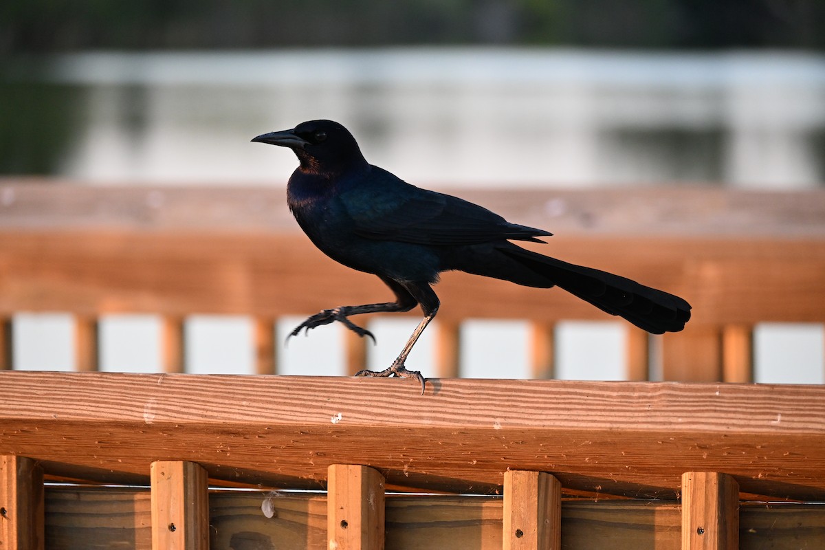 Boat-tailed Grackle - ML646926878