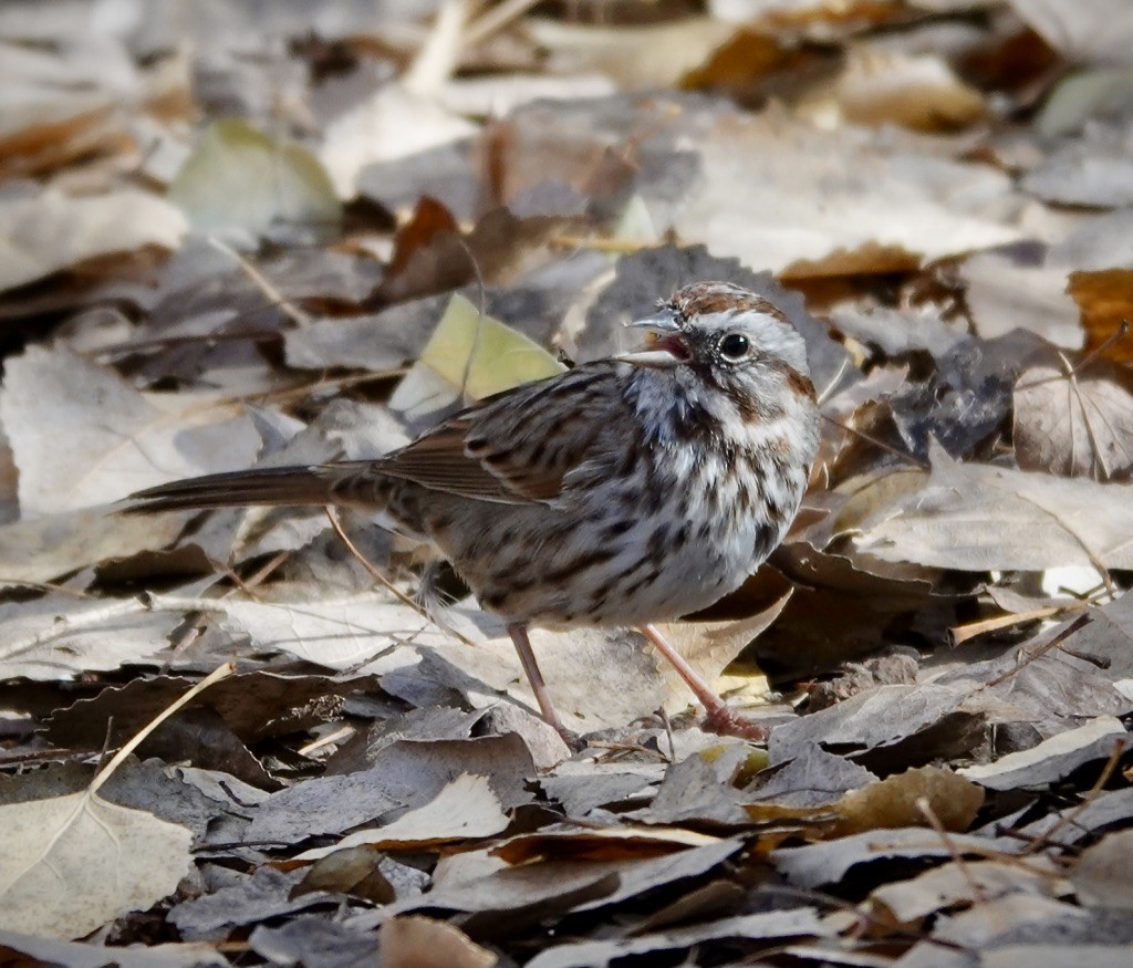 Bruant chanteur (montana/merrilli) - ML646926883