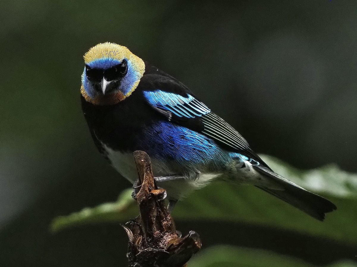 Golden-hooded Tanager - ML646926889