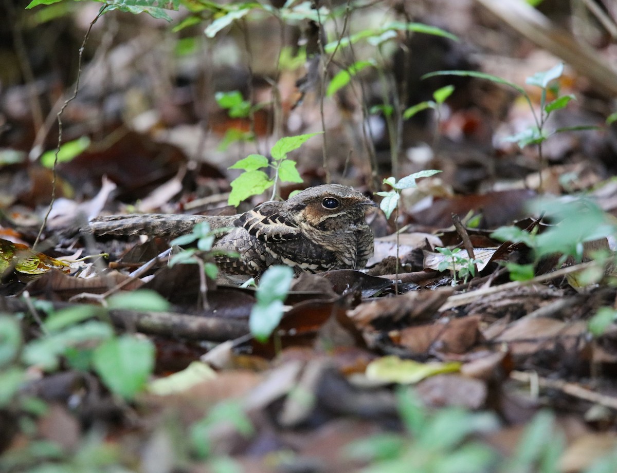 Common Pauraque - ML646926891