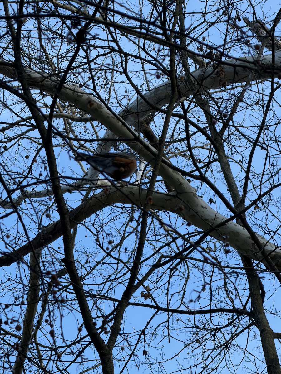 American Robin - ML646926896