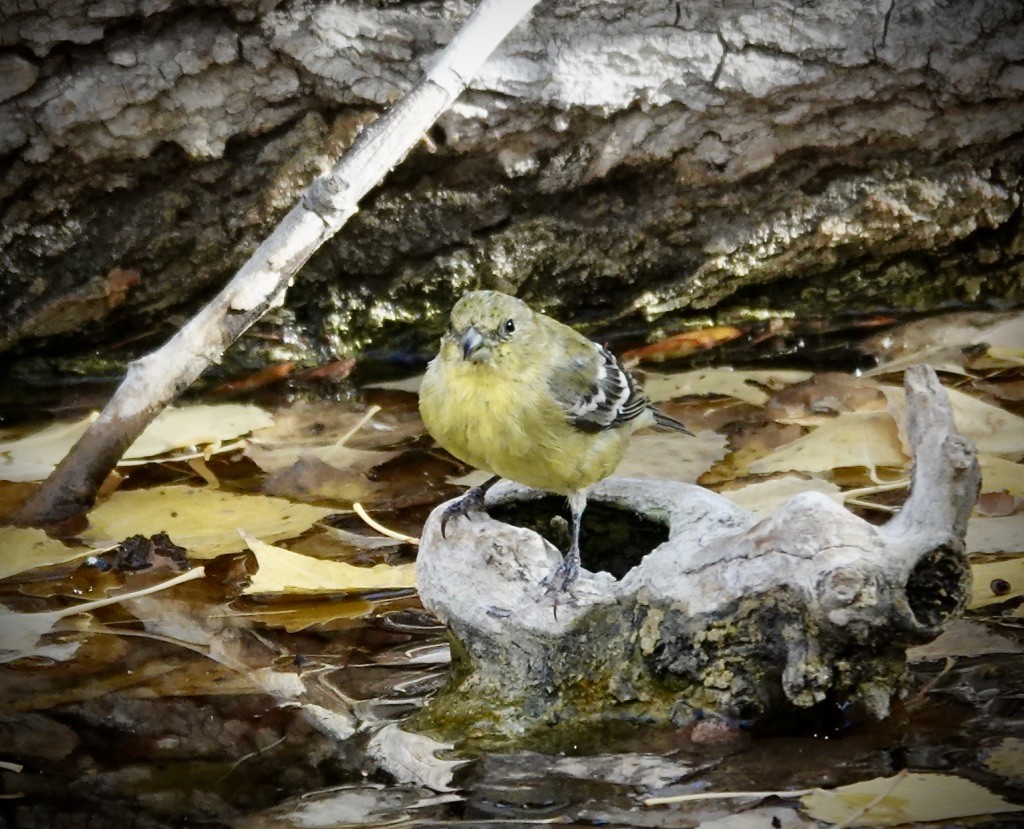 Chardonneret mineur - ML646926900