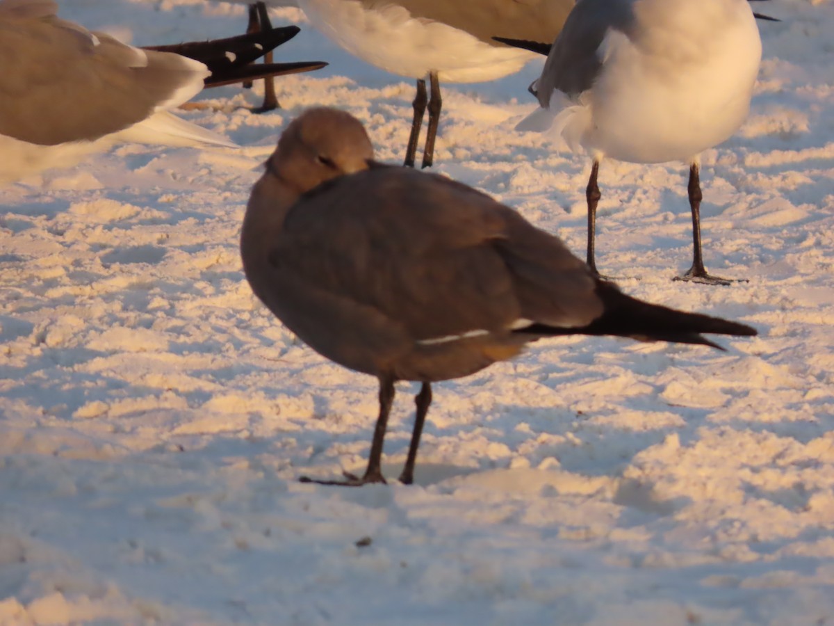 Gray Gull - ML646926908