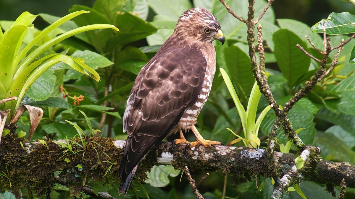Broad-winged Hawk - ML646926912