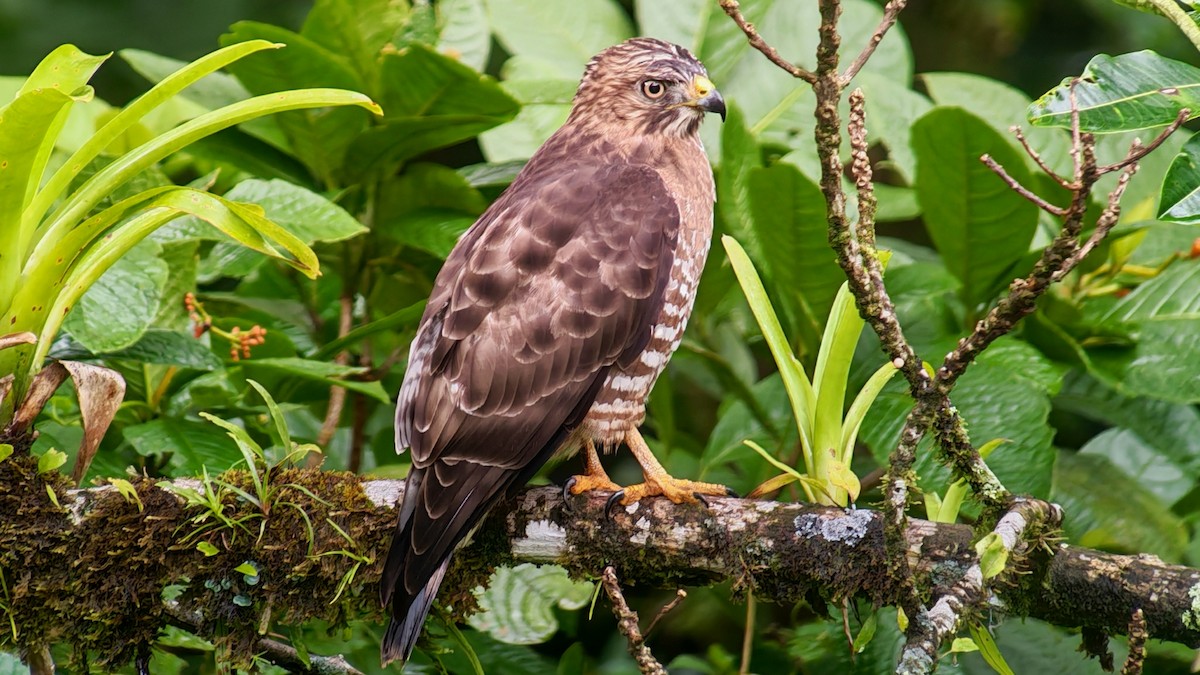 Broad-winged Hawk - ML646926913