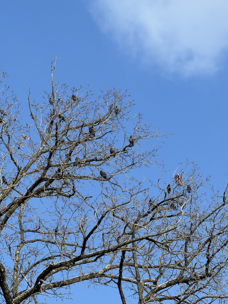 European Starling - ML646926916