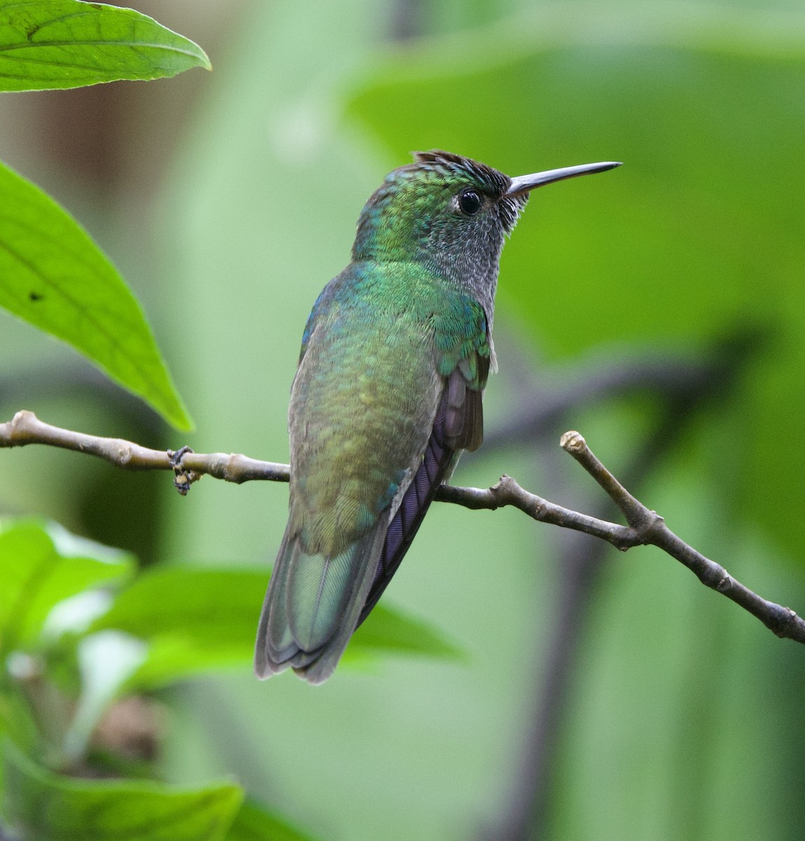 Versicolored Emerald - ML646926921