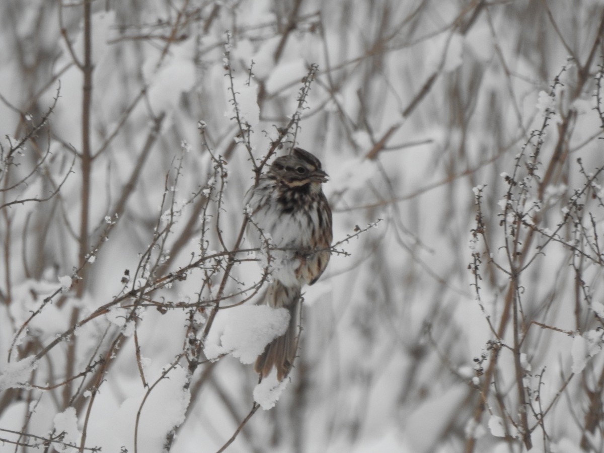 Song Sparrow - ML646926926
