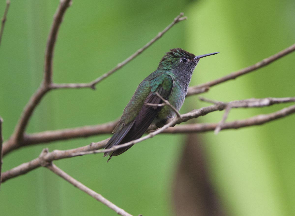 Versicolored Emerald - ML646926930