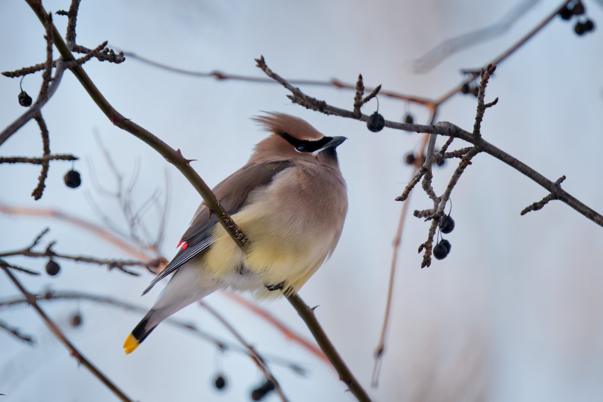 Cedar Waxwing - ML646926932