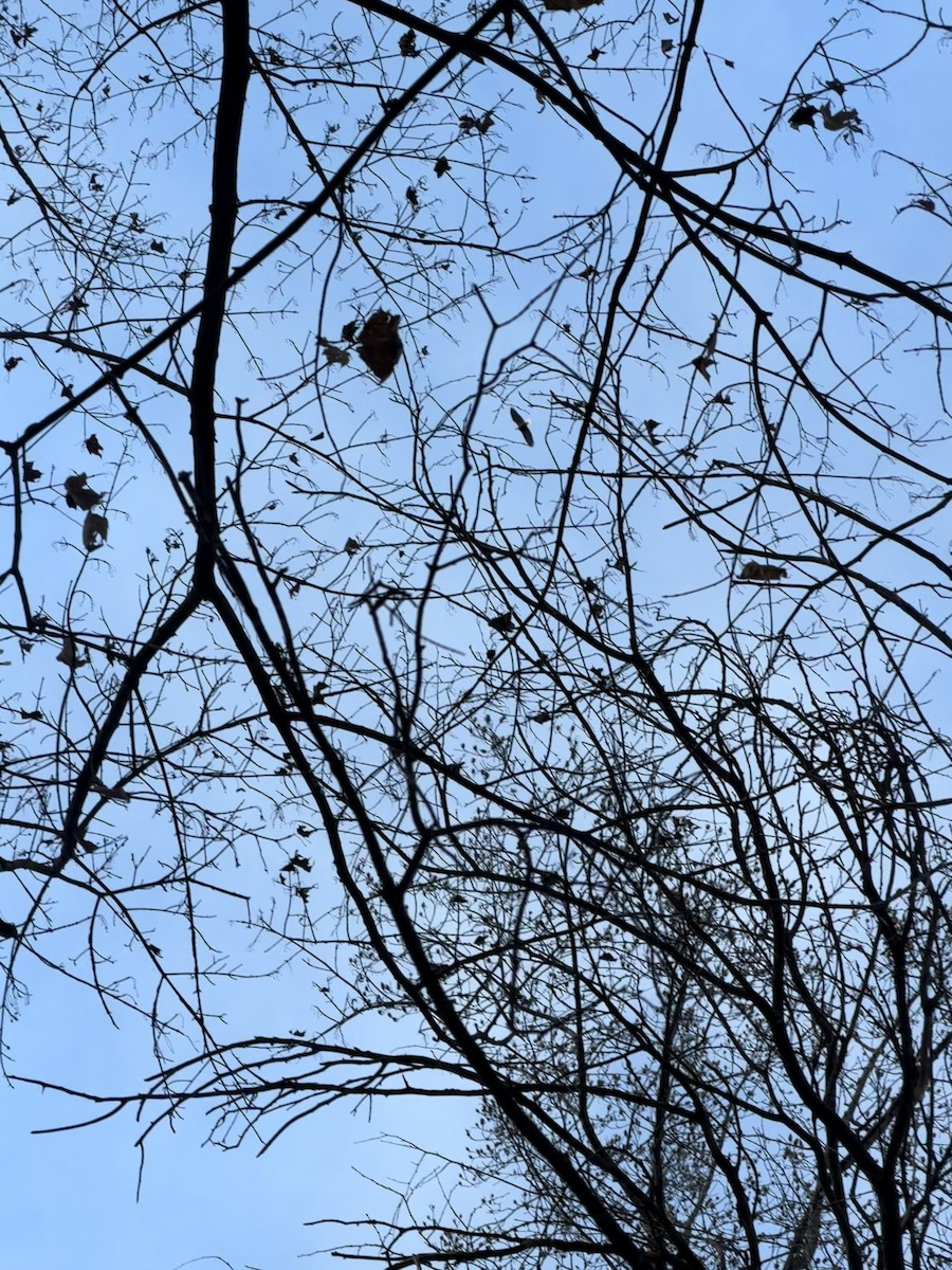 Bald Eagle - ML646926934