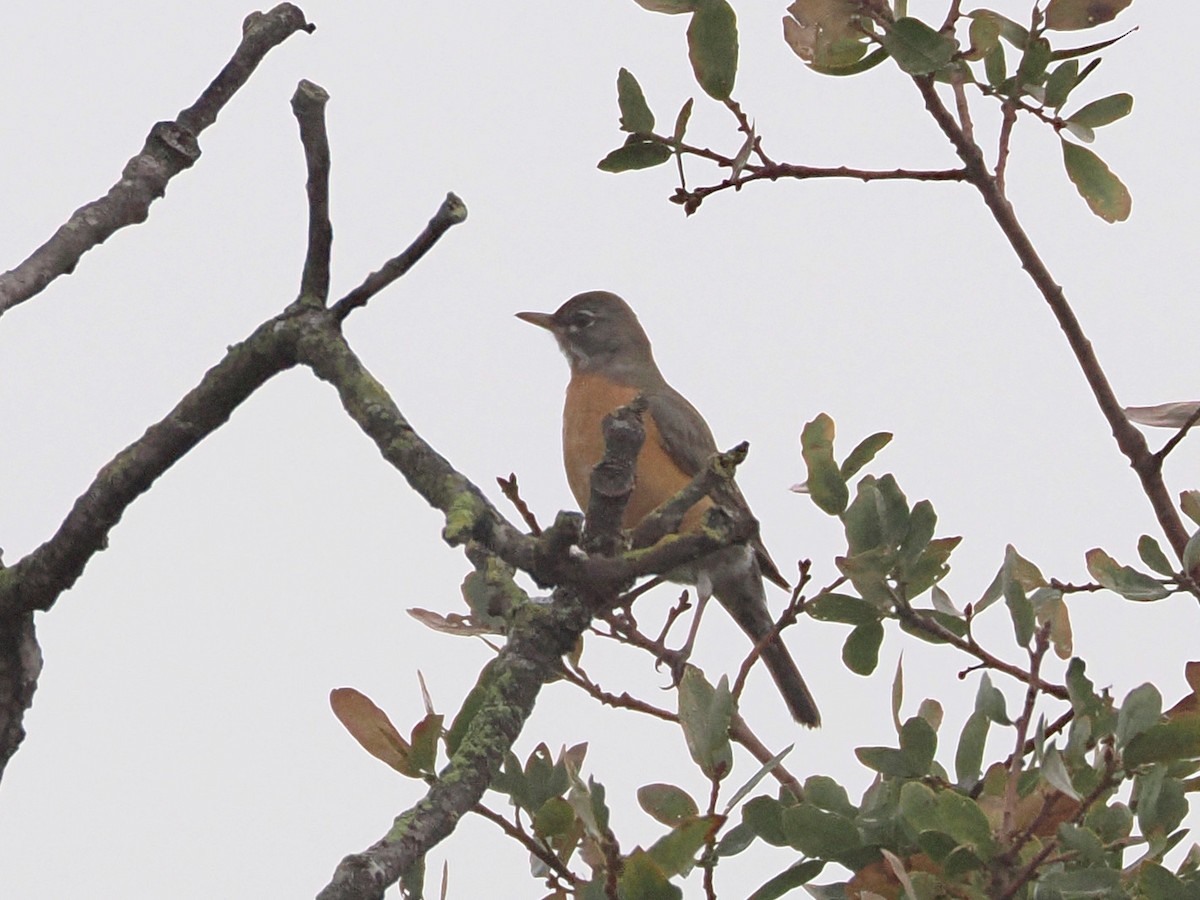 American Robin - ML646926936